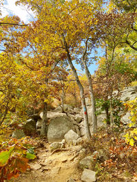 Trees growing in forest during autumn