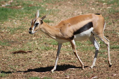 Side view of camel on field