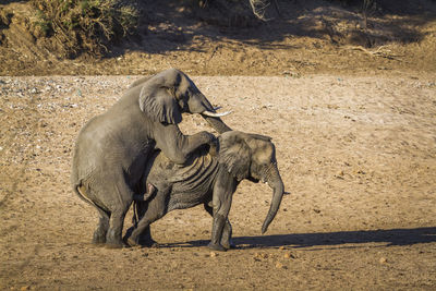 High angle view of elephants mating on land