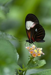 Close-up of butterfly on lantana camara