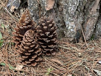 Close-up of pine cone on tree