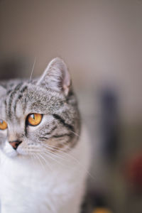 Close-up of a relaxed cat looking away