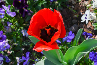 Close-up of red flowers blooming outdoors