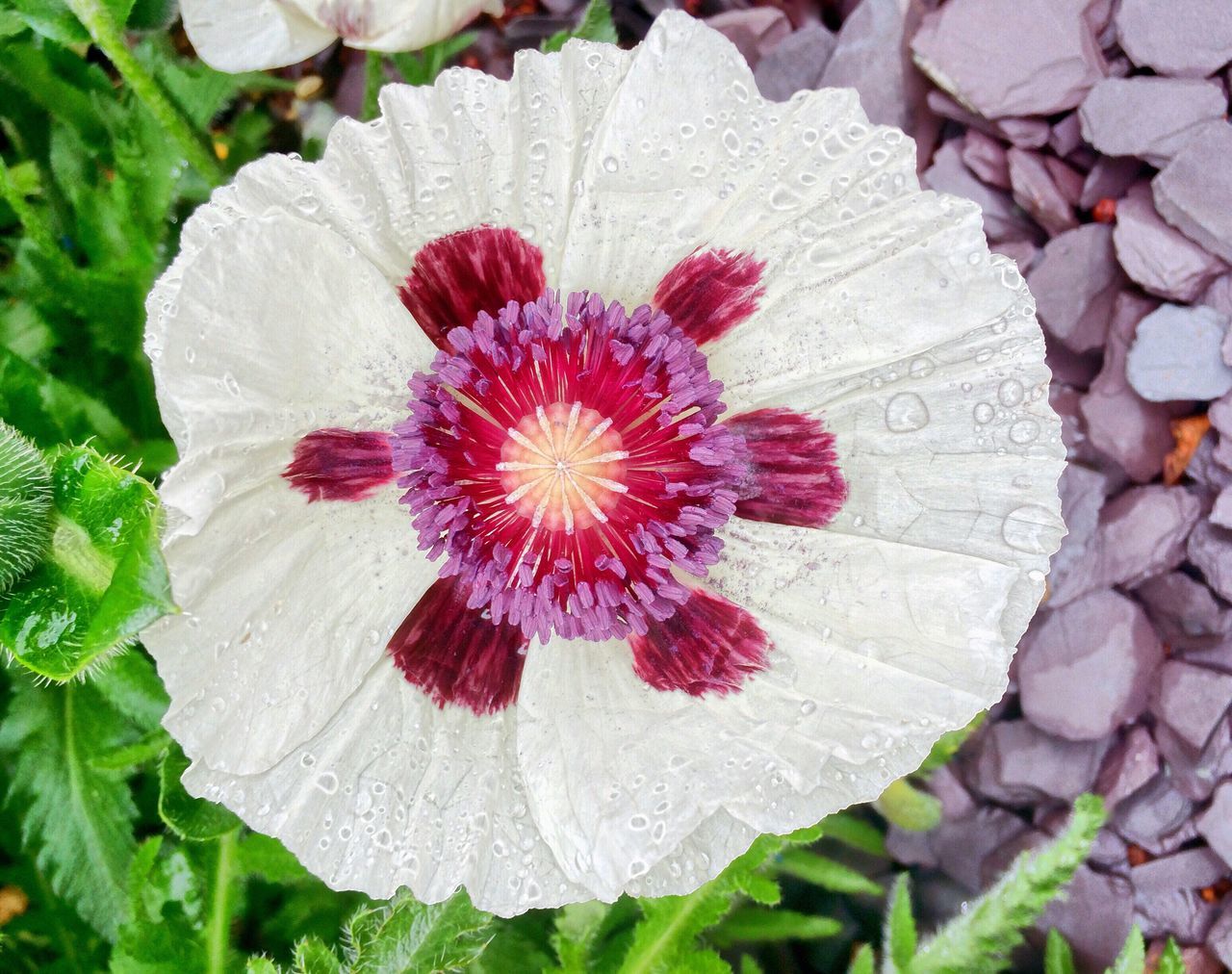 flower, freshness, fragility, leaf, growth, petal, high angle view, close-up, flower head, beauty in nature, nature, plant, single flower, directly above, natural pattern, pink color, day, pattern, red, blooming