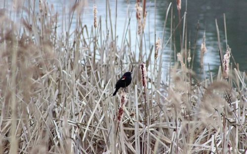 Bird perching on a field