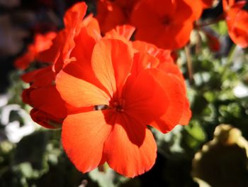 Close-up of red flowering plant