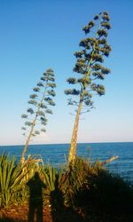 View of calm beach against clear blue sky