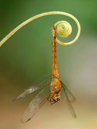 Close-up of insect