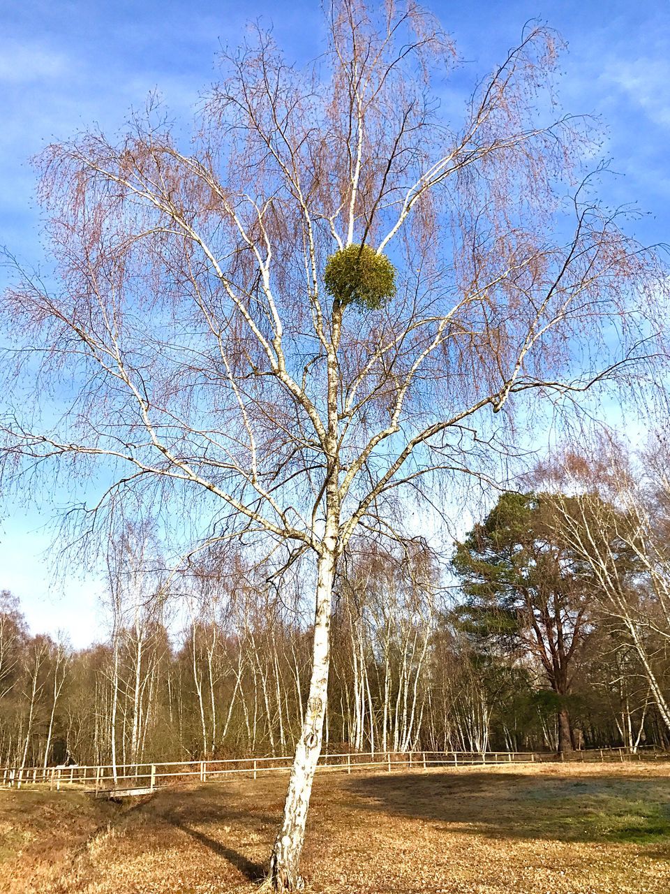 nature, sky, sunlight, no people, tree, outdoors, growth, close-up, beauty in nature, low angle view, day, freshness