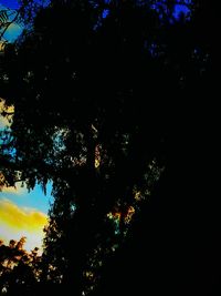 Low angle view of trees against sky