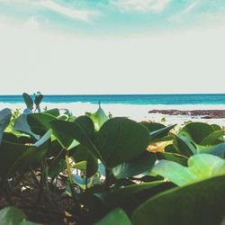 Plants growing on beach against sky