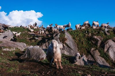 Goats against sky