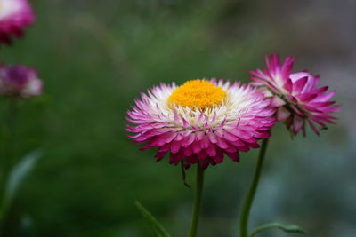 Close-up of purple coneflower blooming outdoors