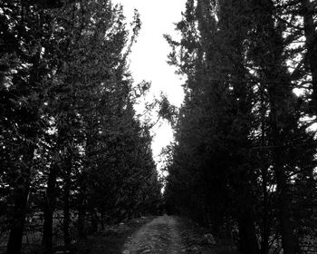 Low angle view of trees against sky