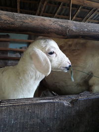 Close-up of sheep in pen