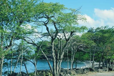 Trees by lake against sky