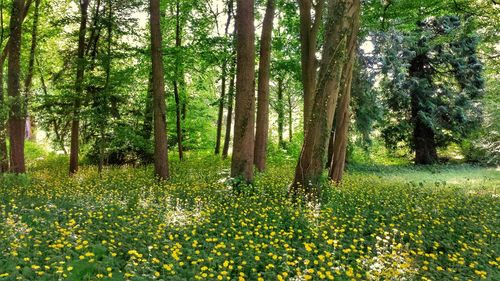 View of flowering trees in forest