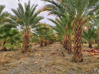 Palm trees on field against sky