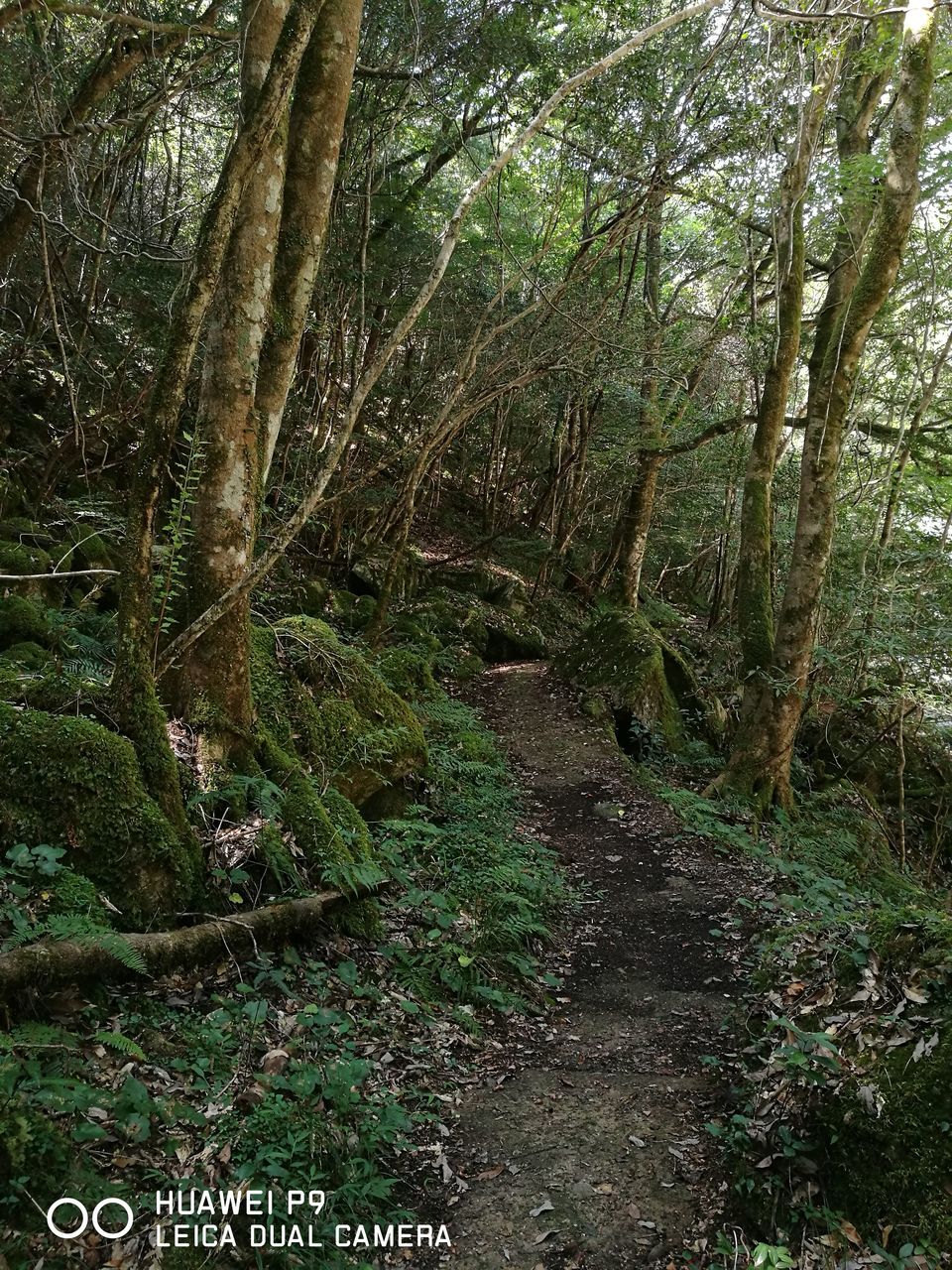 tree, forest, growth, tranquility, tranquil scene, scenics, nature, tree trunk, plant, non-urban scene, beauty in nature, woodland, outdoors, day, green color, wilderness, vacations, remote, overgrown, lush foliage, footpath, no people, green, tourism, majestic