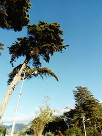 Low angle view of trees against clear blue sky