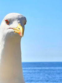 Close-up of seagull against sea