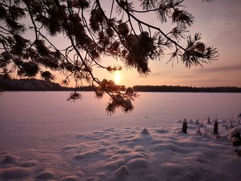 Light pillar phenomenon behind spruce branch during sunset over frozen lake on frosty winter evening