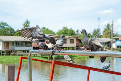 Flock of pigeons