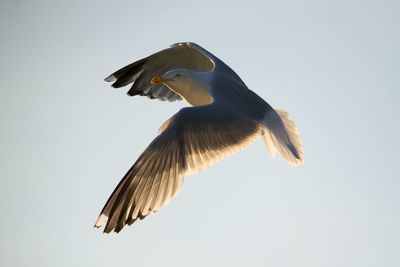 Low angle view of eagle flying against clear sky