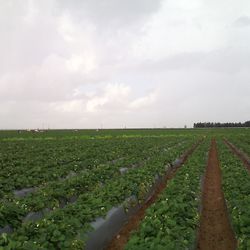 Scenic view of field against cloudy sky