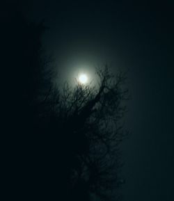 Low angle view of trees against moon in sky