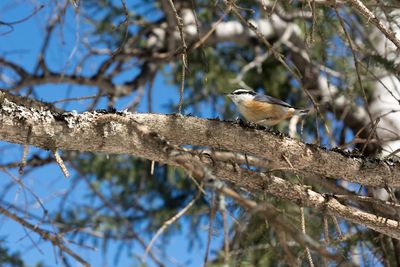 Low angle view of bird perching on branch