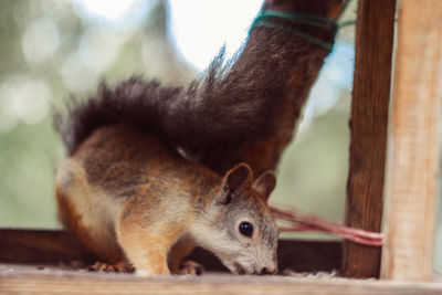 Close-up of squirrel