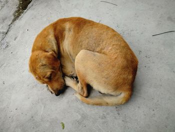 High angle view of dog