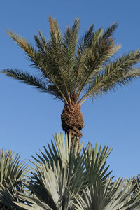 Low angle view of palm tree against sky