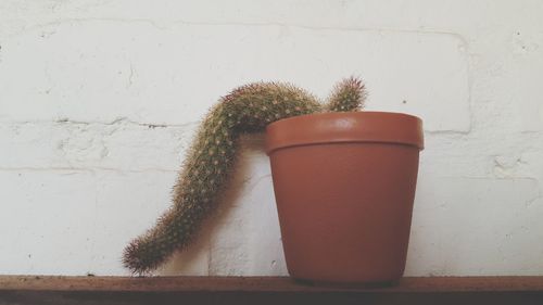 Close-up of potted plant on table against wall