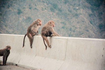 Monkeys sitting on retaining wall against mountain