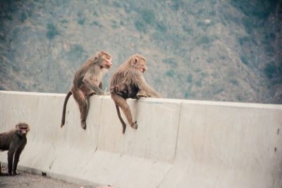 Monkeys on monkey