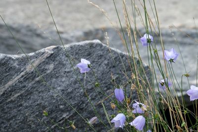 Close-up of purple crocus flowers