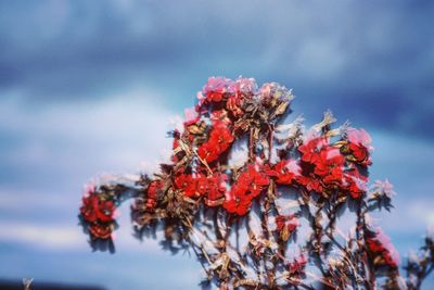 Close-up of red flowers against sky