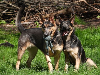 Blue german shepherd dogs in a field with toy