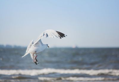 Birds flying in sky