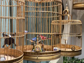 Close-up of birds in cage