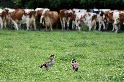 Flock of cows in a field