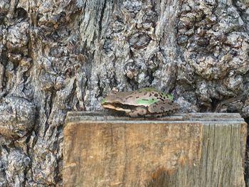 Close-up of owl perching on tree trunk