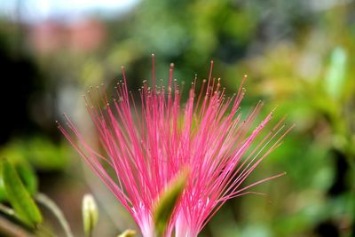 Close-up of pink thistle blooming outdoors