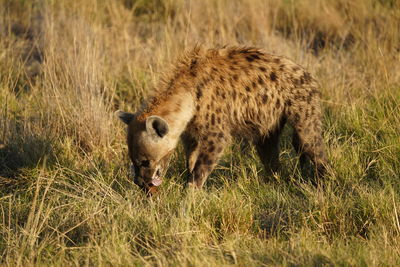 animal