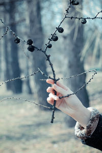 Close up female hand holding dried branch with black conifer cones concept photo