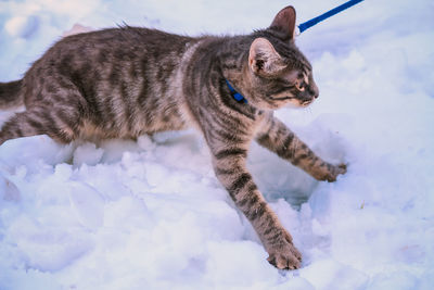 Young cat walking on snow during winter