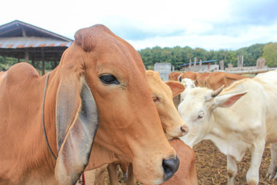 Close-up of horses on field against sky
