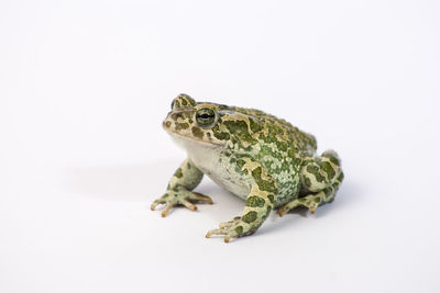 Close-up of a frog over white background